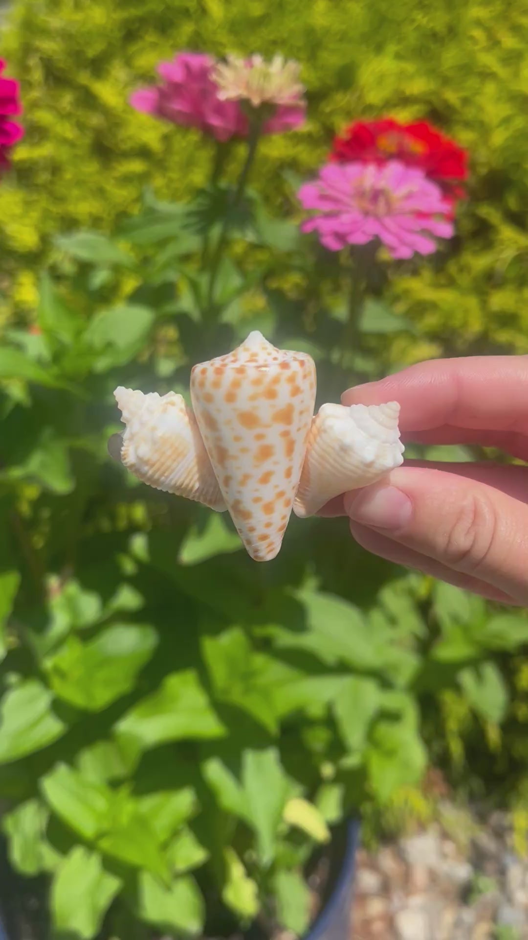 The Mermaid Clip